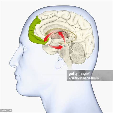 Image result for Brain Prefrontal Cortex