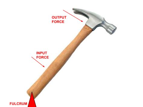 Image result for 3rd Class Lever Examples