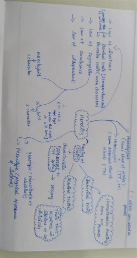 Mind map of heredity and evolution - Brainly.in