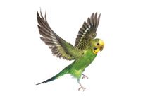 Image result for Python PB