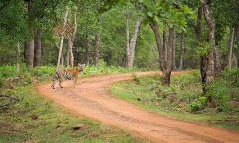 Tadoba Jungle Camp l Luxury Forest Resorts & Hotels