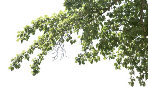 big tree and branches of tree on transparent background png file | Tree collage, Tree icon ...