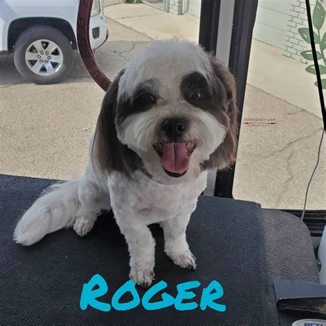 Online booking - Bark Bath and Beyond Pet Grooming