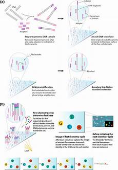 illumina solexa 2 illumina solexa sequencing by synthesis technology a illumina solexa 2 illumina solexa sequencing by synthesis technology a