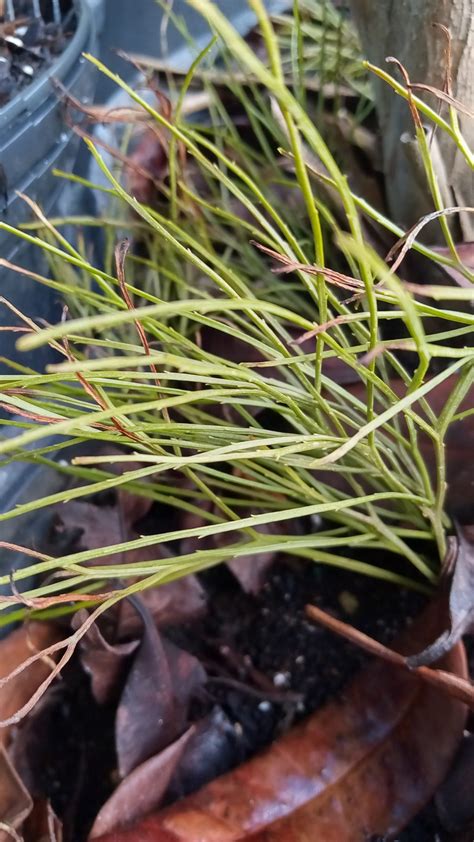 Resurrection Fern and Whisk-Fern - Richard Lyons Nursery, Inc.