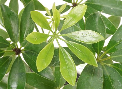 Buy SCHEFFLERA GREEN