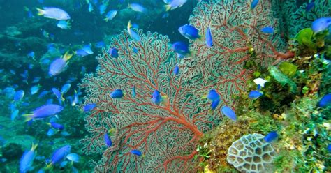 Conservation of Biodiversity