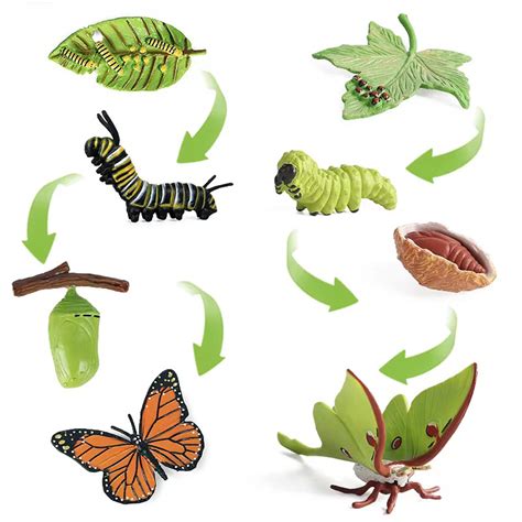 Amazon.com: 8PCS Life Cycle Figurines of Monarch Butterfly and Actias Ningpoana, Realistic ...