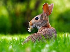 Image result for Rabbit Spring Fever
