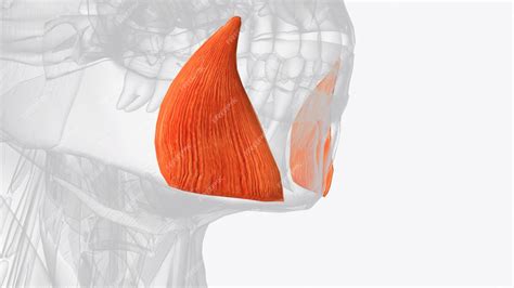 Premium Photo | The depressor anguli oris muscle triangularis muscle is ...