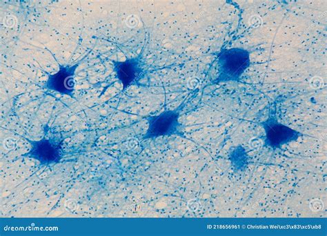 Motor Neurons Under the Microscope Stock Image - Image of histology ...
