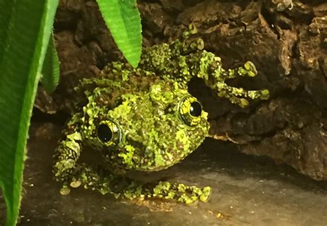 Image result for vietnamese mossy frog