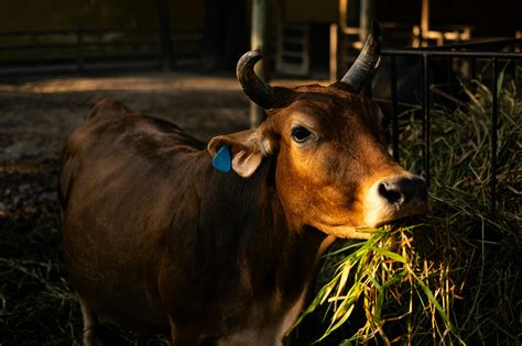 Image result for Python Feeding