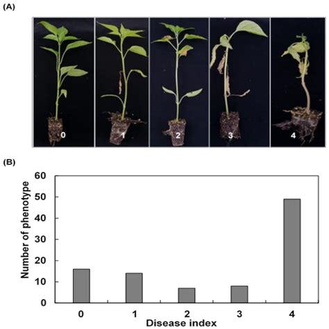 QTL Mapping of Resistance to Bacterial Wilt in Pepper Plants (Capsicum ...
