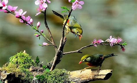 鸟儿是大自然的歌手后面怎么写拟声词的句子呢（鸟儿是大自然的歌手后面怎么写）_第一生活网