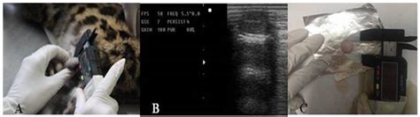 Feline Testicular Biometry and Gonadosomatic Index: Associations Among ...