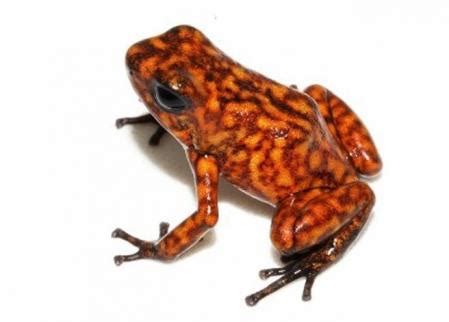 Descubren una nueva hormiga al analizar el estómago de una rana venenosa