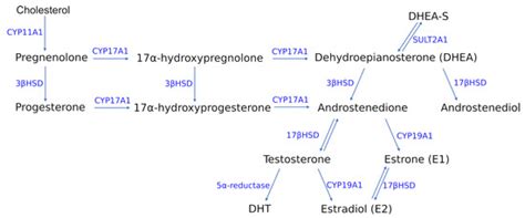 Recent Update on the Molecular Mechanisms of Gonadal Steroids Action in ...