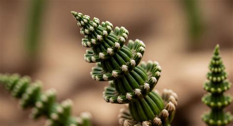 Engineered Carbon Sequestration → Term