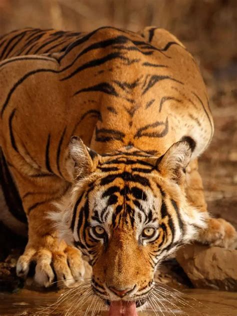 Image result for Animal Explode