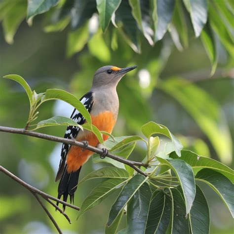 19 Orange Belly Bird Species of the World: The Ultimate Symbol of ...
