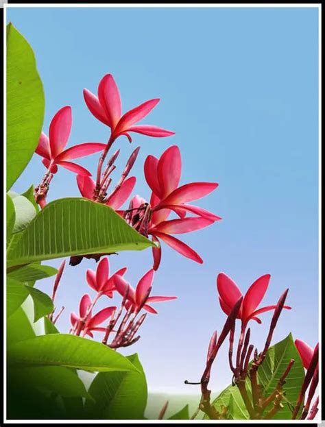 William Sayler – Costa Rica Flora