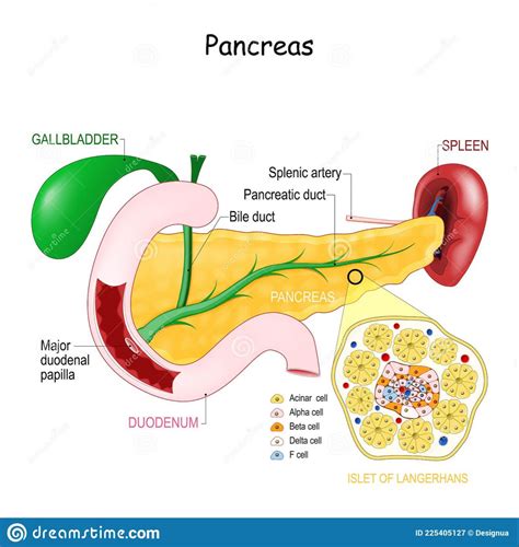 Rezultat imagine pentru Blood Flow Process