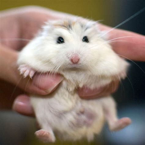 How Long Do Hamsters Live & Take Care of It | Pets Nurturing