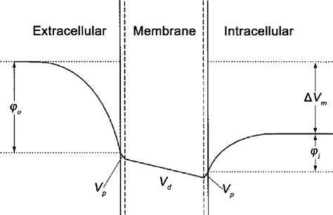 Image result for Transmembrane Potential