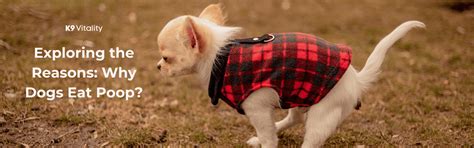 Why Dogs Eat Poop? Exploring the Reasons! – K9 Vitality