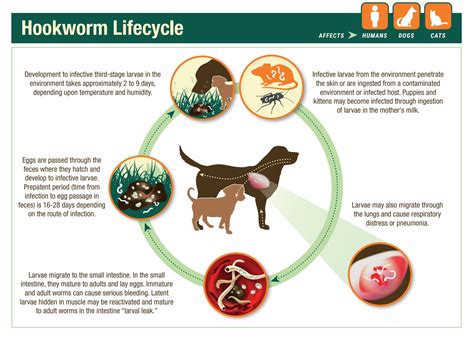 What Is The Life Cycle Of Roundworms In Dogs