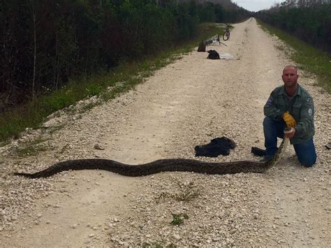 Florida Python Attacks 的图像结果