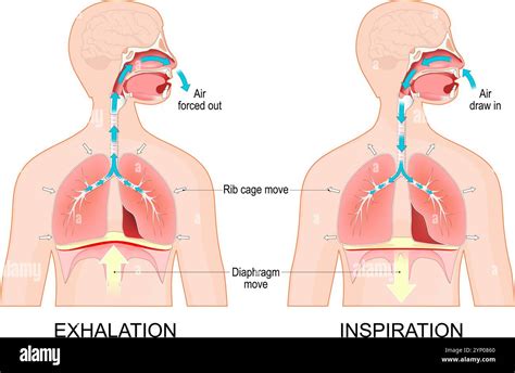 Image result for Excursion Lungs