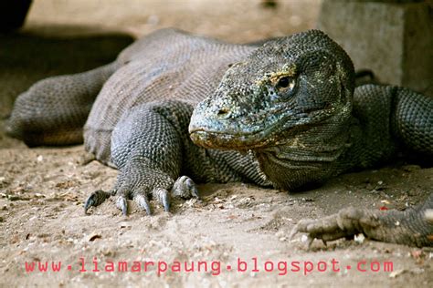 Dance, Dream, Live and Love: I See Komodo Dragons!