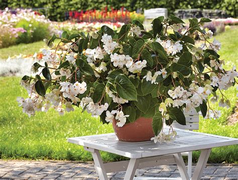 Flower Pot With Dragon Wings Pink Dragon Wing Hanging Basket