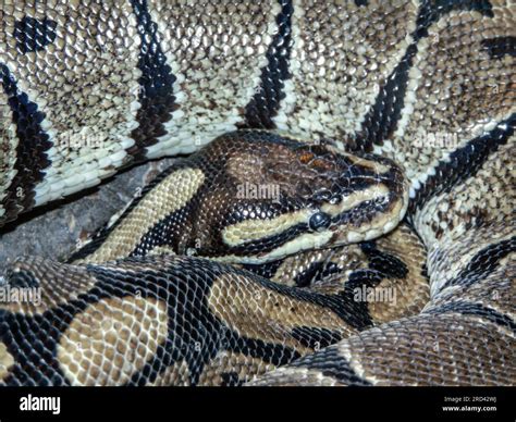 Image result for Royal Python Snake