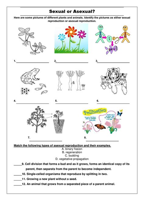 Difference Between Asexual And Sexual Reproduction In Plants - Free ...