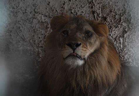 Showdown at Fier Zoo - FOUR PAWS International - Animal Welfare ...