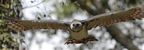Red Harpy Eagle