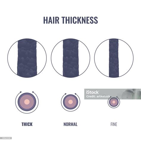 Hair Thickness Types Chart Of Thin Medium Coarse Strand Width Stock ...