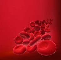 红细胞 的图像结果