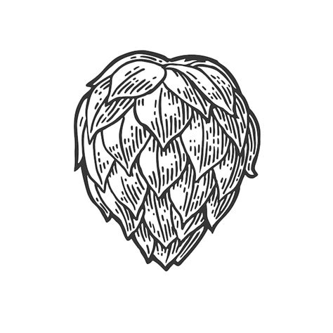 Planta de lúpulo com folha Vector vintage ilustração gravada | Vetor ...