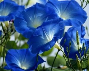 ZIXA Heavenly Blue - Organic - Ipomoea Tricolor Seed Price in India ...
