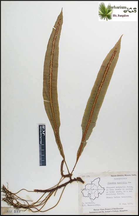 Herbarium JCB