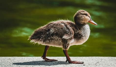 Image result for SCD Types in SQL