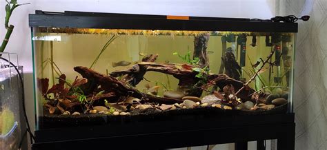 Image result for Native Fish Tank