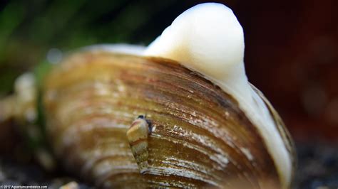 Asian Gold Clam: Care, Feeding, Size, Tank Mates - Video