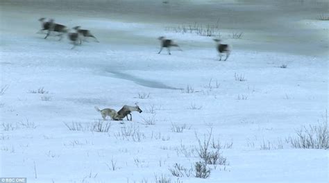 Image result for Wolves Chasing Things