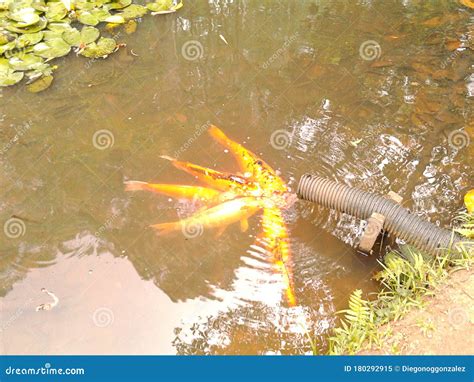 Fish in the Lake in Regional Park Santo Andre Sao Paulo Brazil. Stock ...