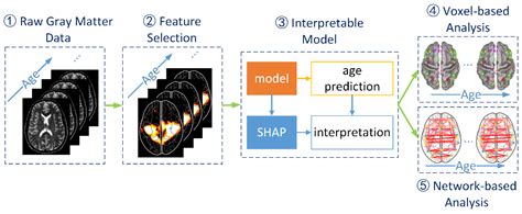 Interpretation for Individual Brain Age Prediction Based on Gray Matter Volume